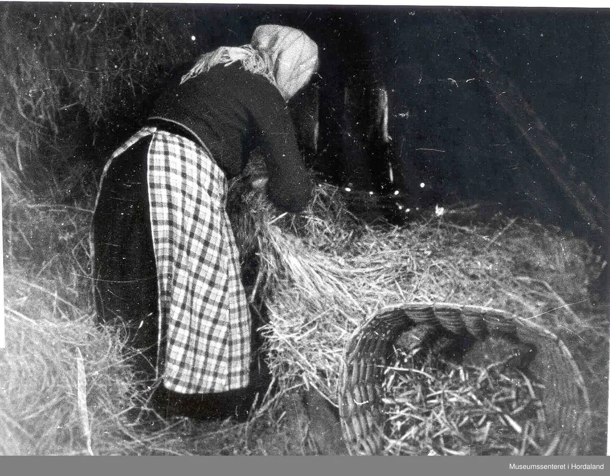 Kone som ristar halmen frå Halmstålen på Havrå