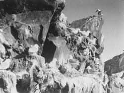 Fugleberg med krykjer og alker (kopi)