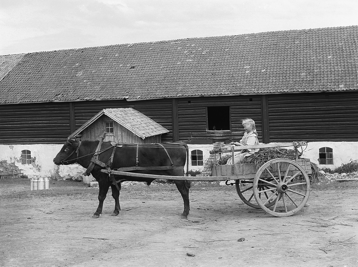 Okse med kjerre. Helene Stabo-Eeg (1896-1963) sitter på lasset. Gamle fjøset og låven i bakgrunnen. Denne brant ned i 1952. Eik, Helgøya.