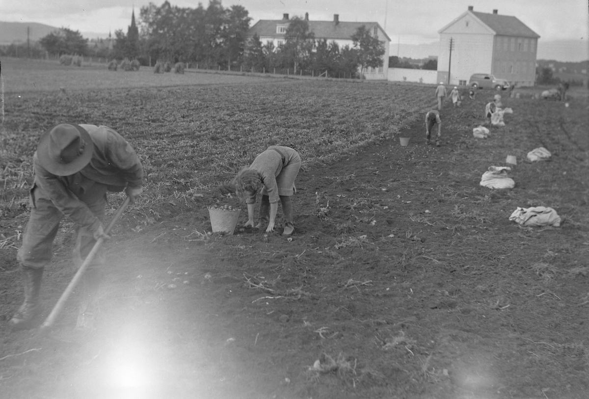 Potetopptaking på Strinda