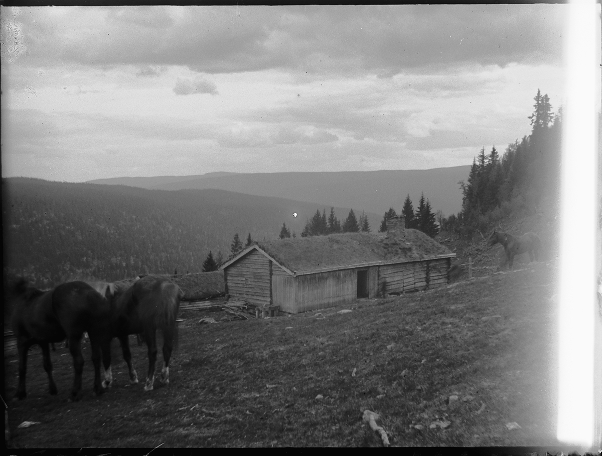HESTER, SETERHUS, UKJENT STED. 