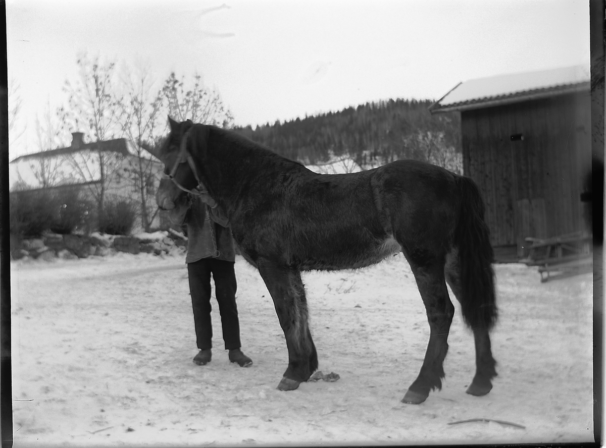 Ringsaker, Veldre Løken østre gård, ukjent stallkar med hest,