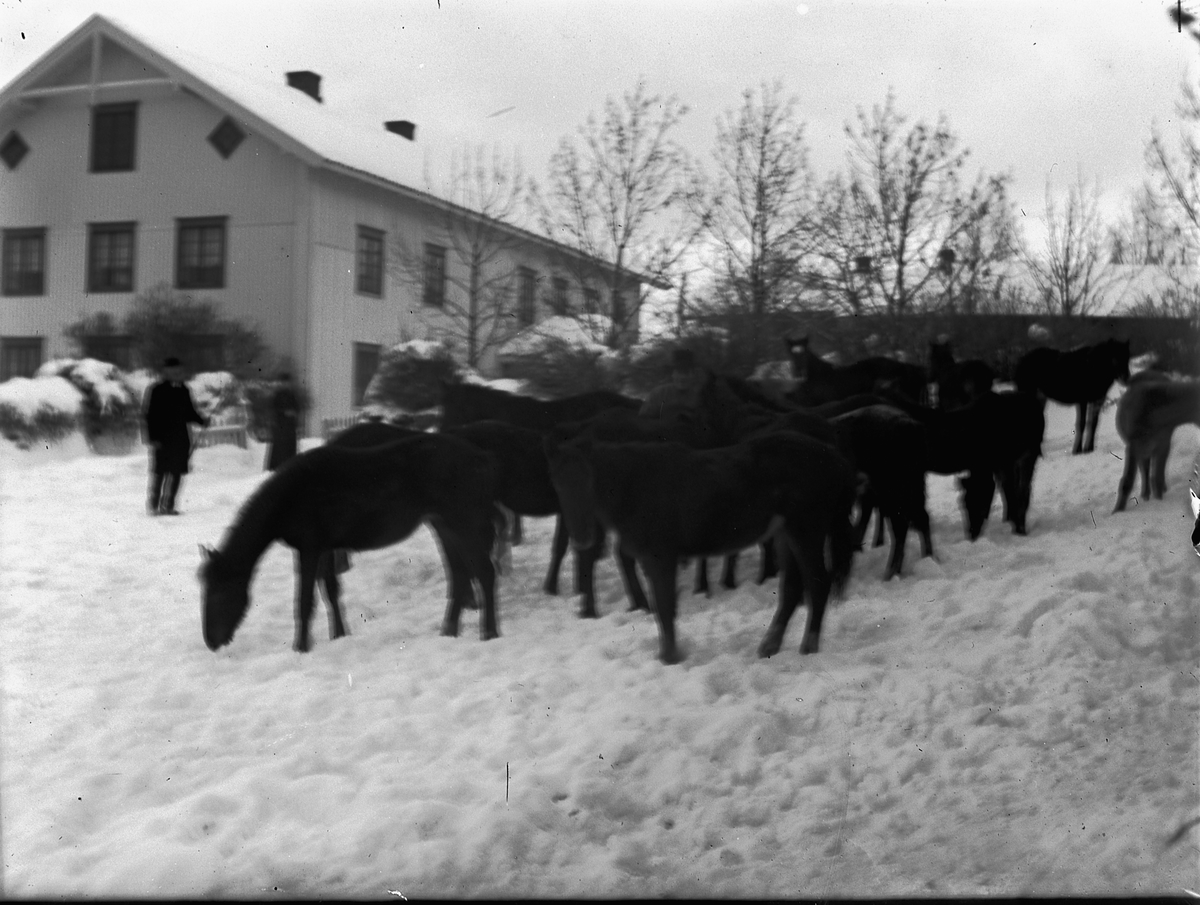 Ringsaker, Veldre Løken østre gård, hester ute til lufting,