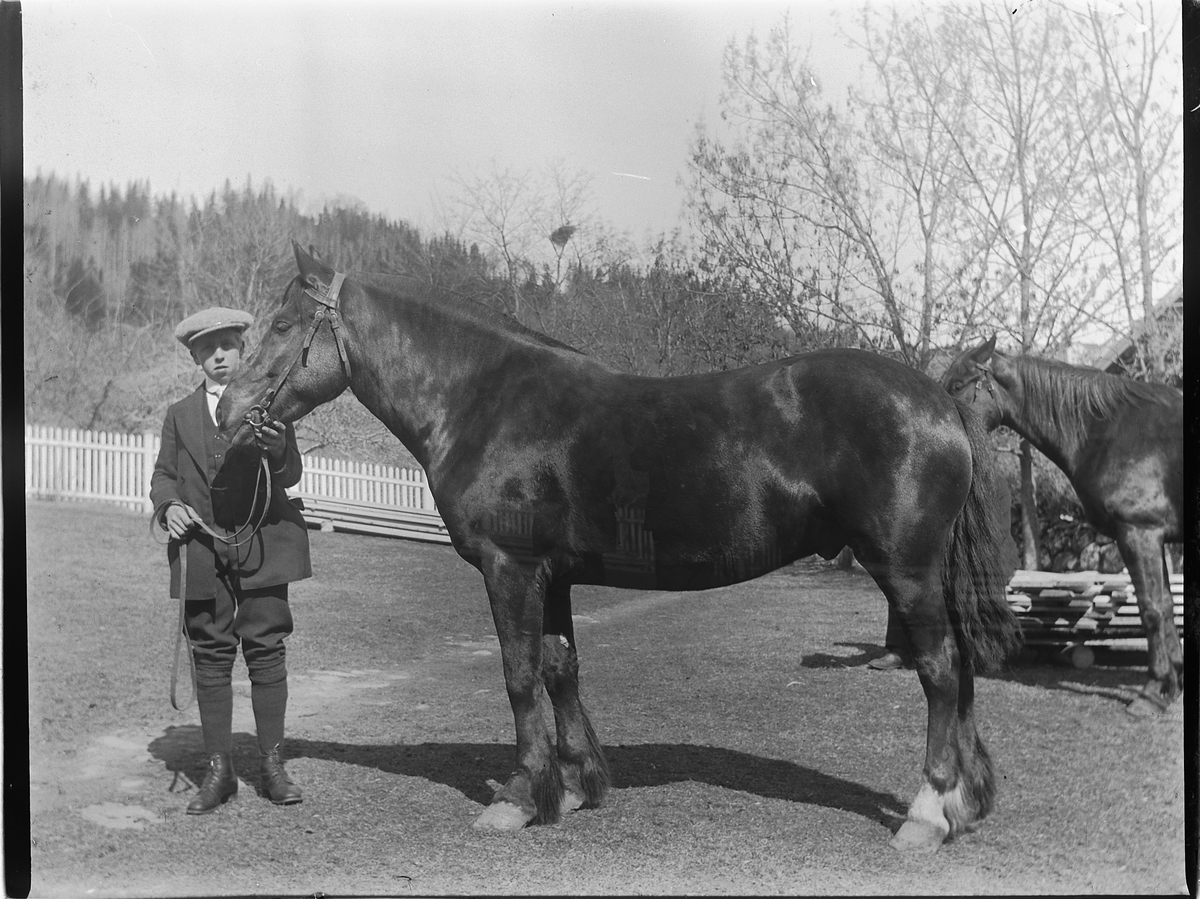 Ringsaker, Veldre Løken østre gård, stallkar med hest, antatt: Ole Mathiassen var stallkar i folketellinga i 1900.