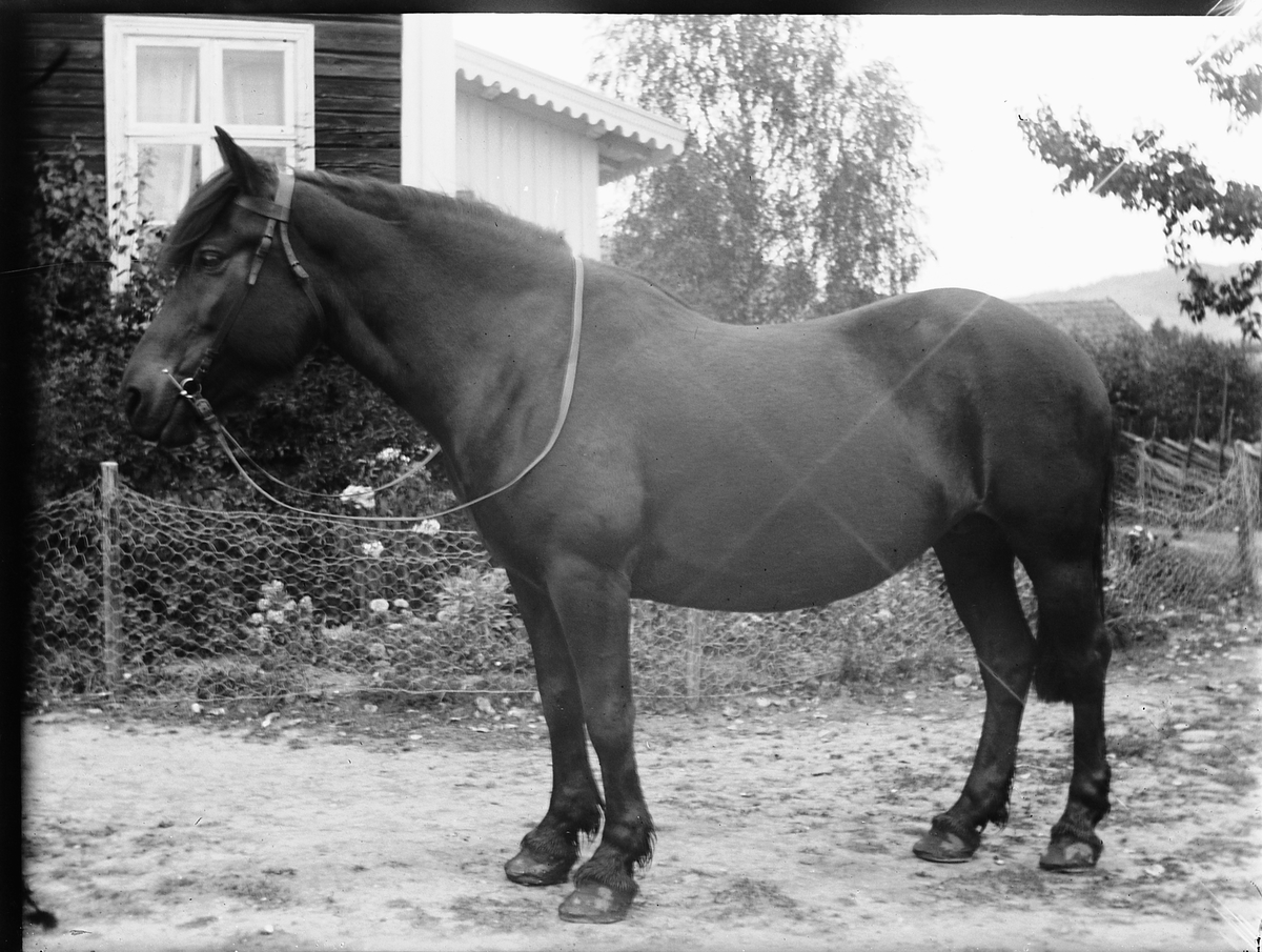 Ringsaker, Veldre Løken østre gård ?, hest,