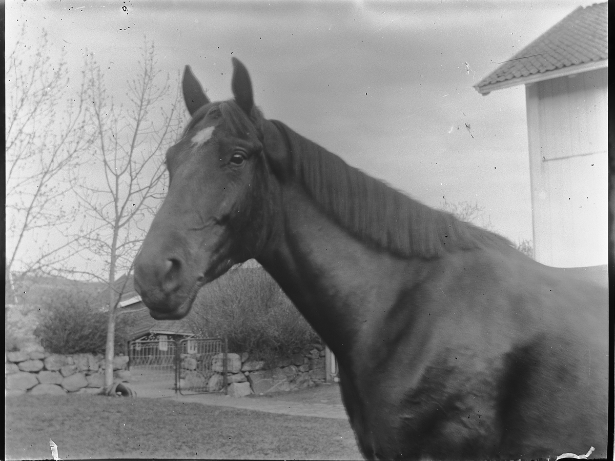 Ringsaker, Veldre, Løken østre gård, hest,