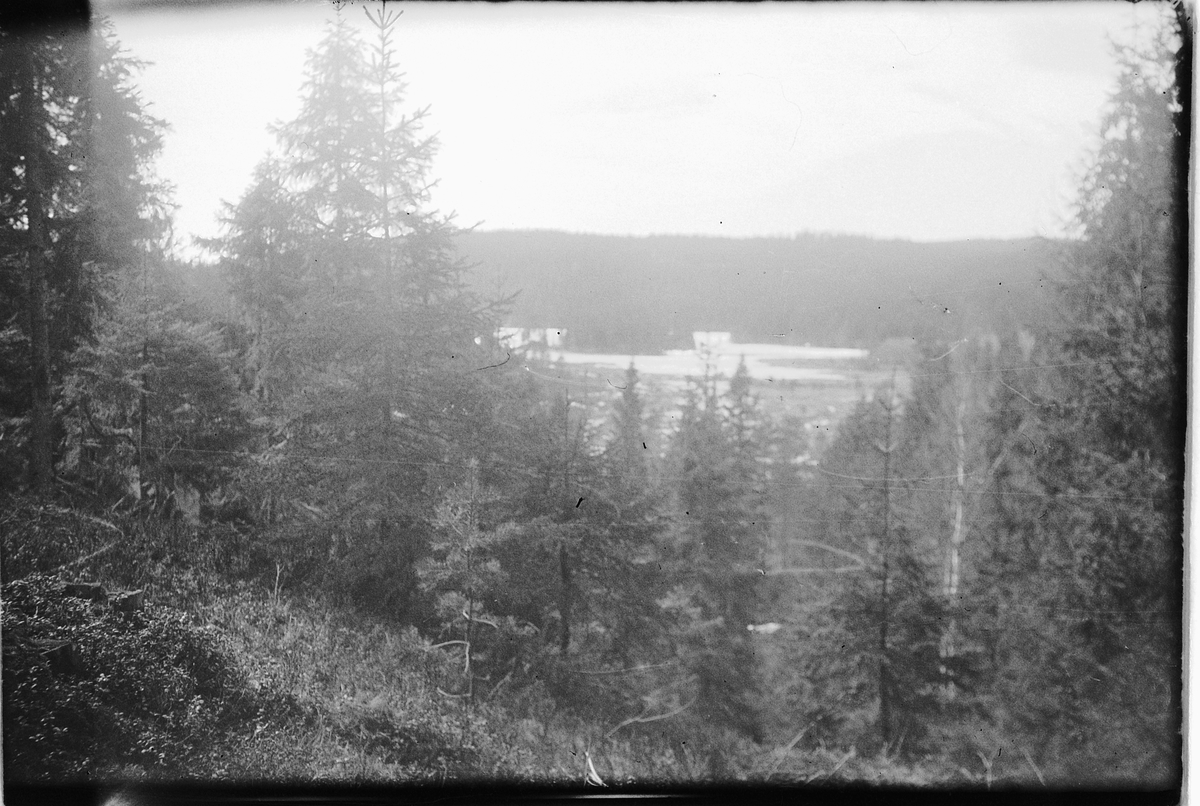 Skog, landskap. 