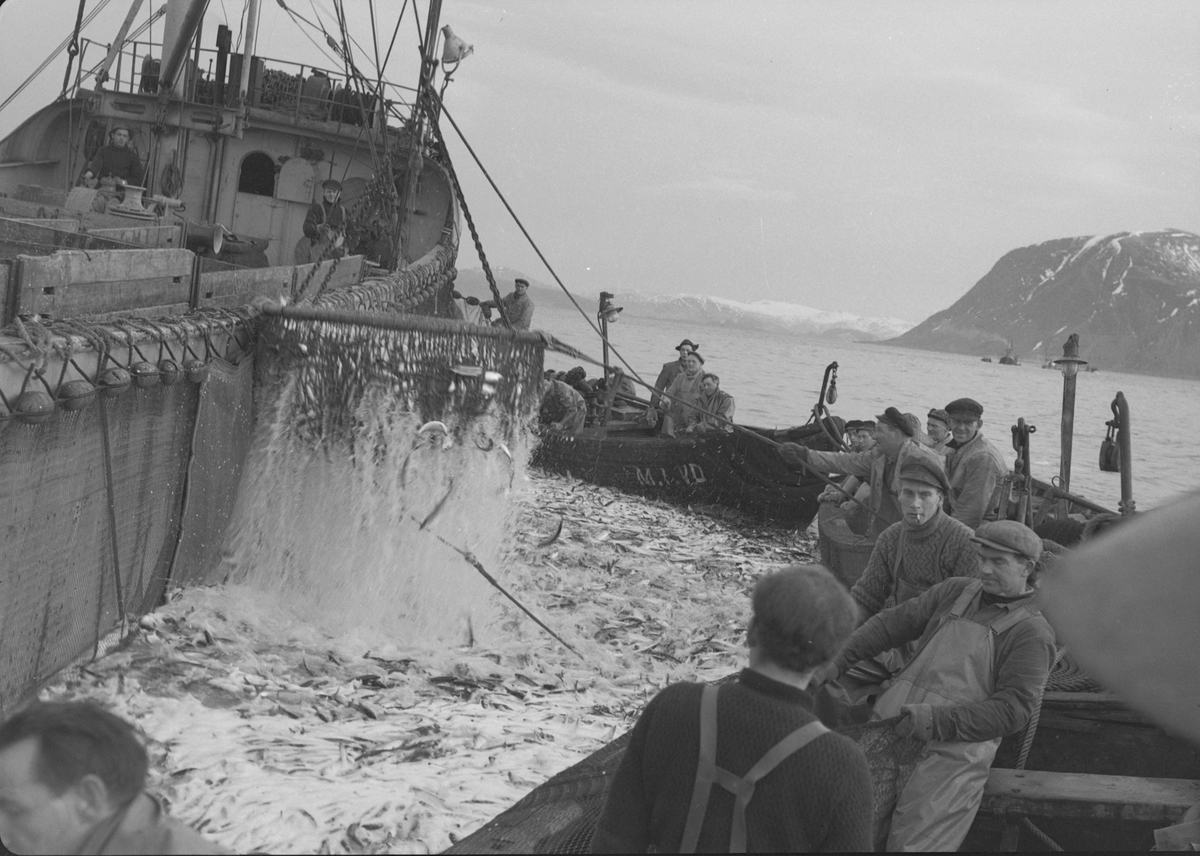 Storsildfiske. Fangstfeltet ved Runde. Nordsiden av Hariedlandet til høyre