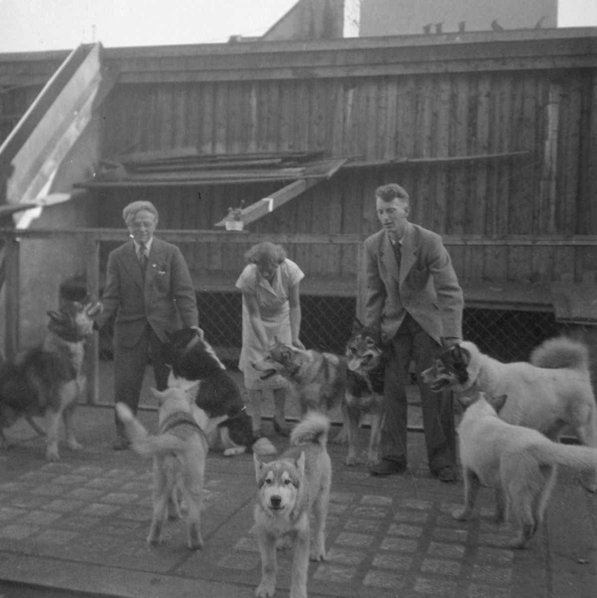 Leonhard Seppala med hund på taket av Kreditbanken