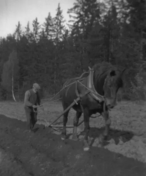 ARDING AV POTETER MED HEST. Pløying,ard, hesteredskap, ukjen