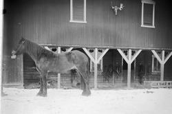 Travhesten Bjørgvin tilhørende Nils Lier.