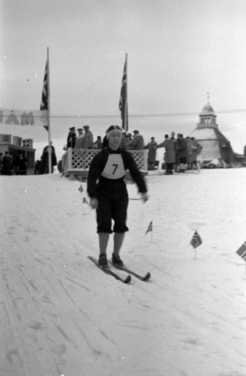 NM. Norgesmesterskap på ski, langrenn på Høsbjør i Furnes 1949. Skisport. Vinteridrett. Ukjent skiløper med startnummer 7 i sporet på langrennsstadion. 