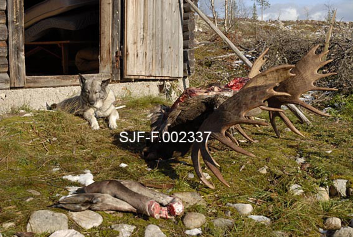 Elghunden Zenta med et 16 og 17 takkers trofégevir ved Firerkoia på Jernskallen i Åmot i Hedmark. Elgene er skutt av John Svendsberget under elgjakta i 2009.