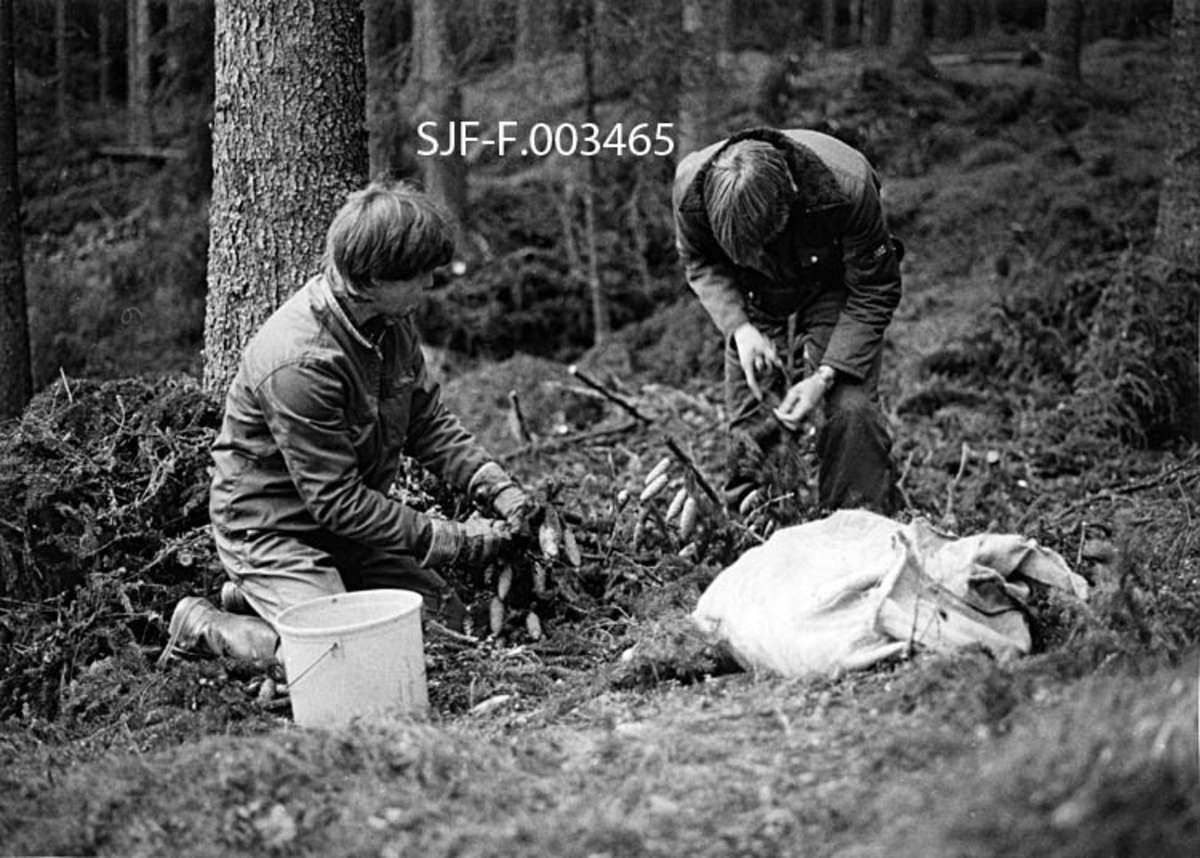 Konglesanking fra felte grantrær i Rokoberget i Løten høsten 1983.  Løtensokningene Knut Langdalen (til venstre) og Arne Vemund Bækken arbeidet med en tretopp som hadde meget tett konglesetting.  Langdalen satt på knærne i baret og plukket, med hanskekledde hender, konglene over i ei plastbøtte.  Arne Vemund Bækken sto bøyd over ei grein han hadde løftet opp i lårhøyde og plukket konglene med bare fingrer.  Foran karene lå det en konglesekk på marka.  Konglene ble etter hvert fylt i den.  Fotografen fikk oppgitt at karene fikk fire kroner per kilo kongler når sekkene ble levert til Skogfrøverket på Hamar. 