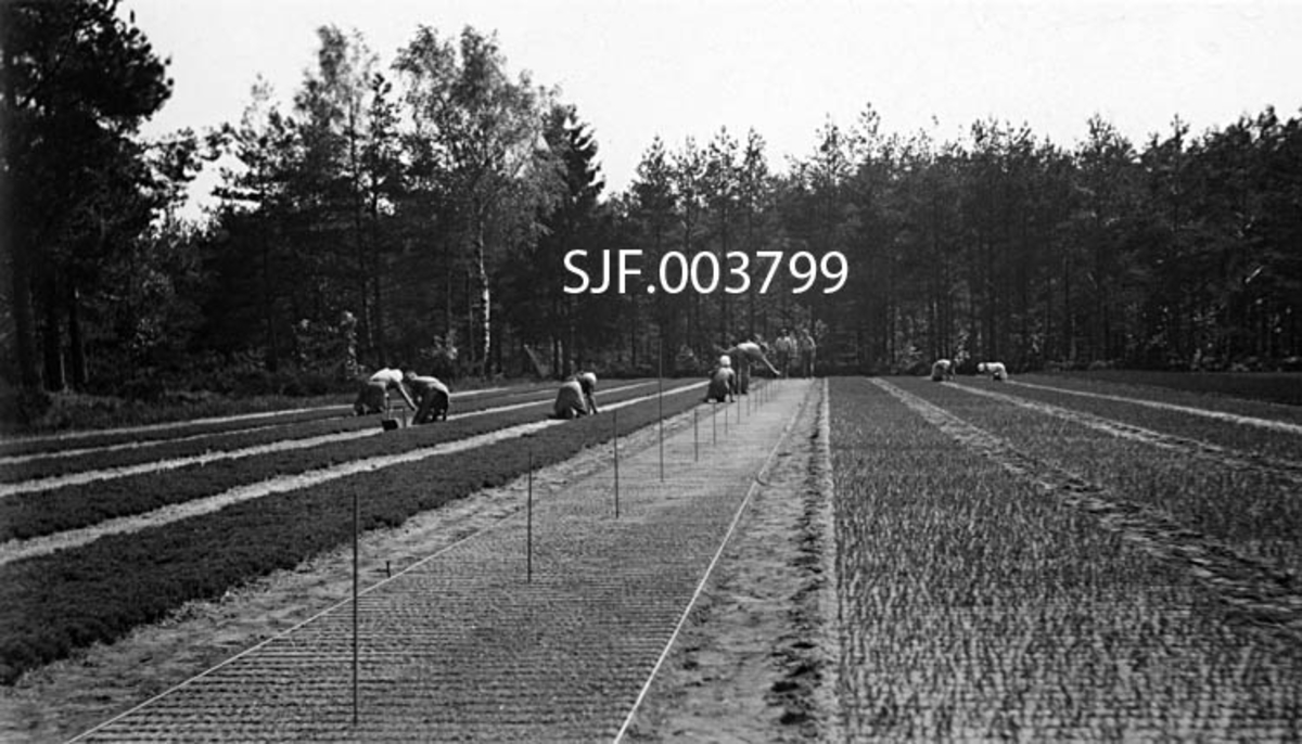 Arbeidsliv i skogplanteskolen på Rore ved Grimstad i Aust-Agder, antakelig i 1930-åra.  Sentralt i fotografiet er vi ei planteseng der vi bare så vidt kan ane plantene som stikker opp fra tverrstilte furer.  Ytterst på hver side av denne senga ligger det band, og langs midtaksen er det oppsatt stikker med regelmessig innbyrdes avstand.  I plantesengene til høyre i bildet ser vi noe større planter.  Disse sengene er ”reine” og ugrasfrie.  Til venstre ser vi senger med atskillig tettere plantedekke, antakelig såsenger der det muligens også vokser en del annen, sjølsådd vegetasjon.  I forholdsvis lang avstand fra fotografen skimter vi arbeidsfolk, de fleste kvinner i kjoler eller skjørt, som satt på huk eller på knærne mens de arbeidet.  Det oppdyrkete arealet var omgitt av skog med furu som dominerende treslag. 