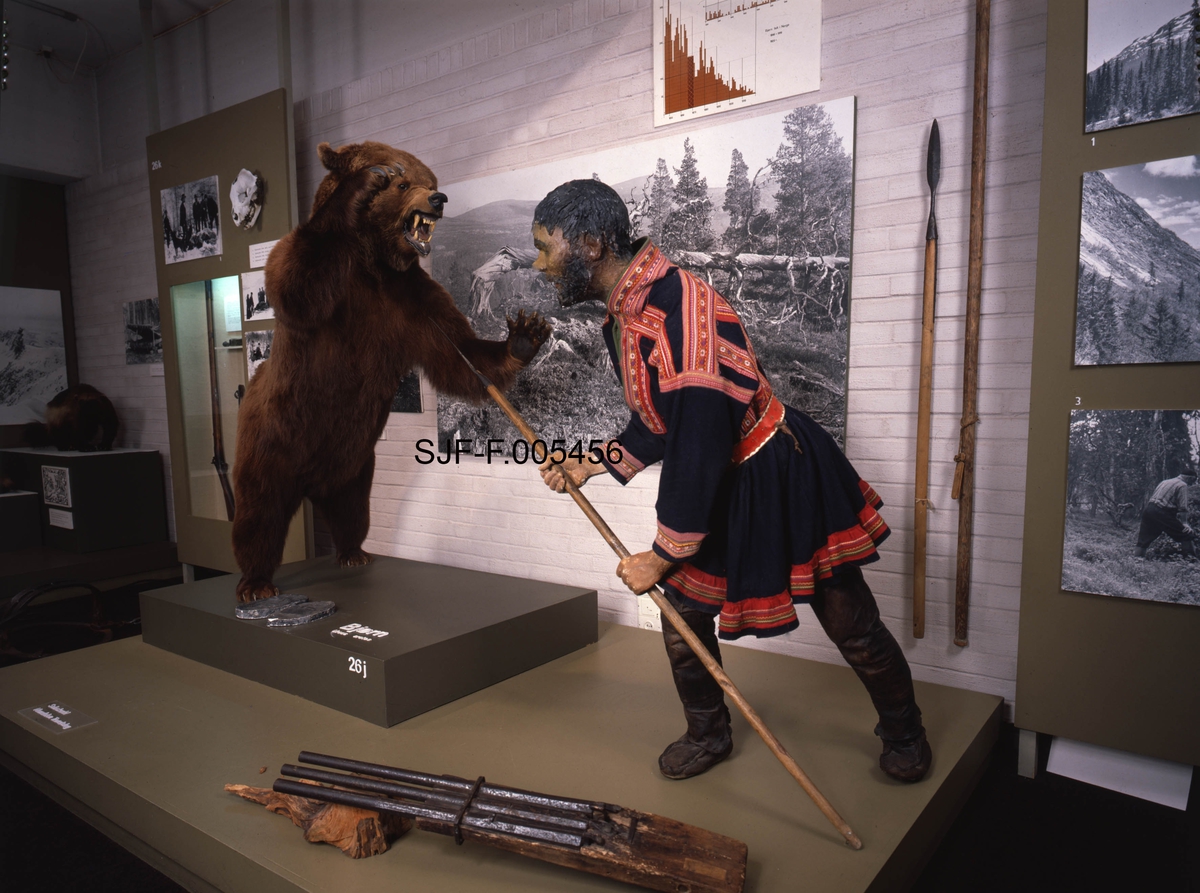 Jaktscene i Norsk Skogbruksmuseums jaktutstilling, som ble åpnet i 1972.  Fotografiet viser utstillingen slik den så ut i 1989.  Hovedmotivet her er en montasje som viser bjørnejakt med spyd.  Jegeren, en lett framoverbøyd mannsfigur, står med et spyd i hendene.  Han har støtt den bakre enden av spydskaftet mot underlaget og holder jernspissen skrått oppover.  Foran ham står en brunbjørn på bakbeina med framlabbene hevet til slag og glefsende kjeft.  Det man forsøker å illustrere er en jaktmetode der jegeren forutsatte at bjørnen ville angripe ved å kaste seg mot ham, og dermed få spydspissen i brystet.  I og med at bakenden av skaftet støtte mot bakken, trengte ikke jegeren være spesielt sterk, men rask og smidig, slik at han til enhver tid holdt spydspissen i den retningen bjørnen angrep fra.  Mannen er i dette tilfellet kledd i samisk kufte i blått ullstoff, pyntet med rød- og gulfargete bånd.  På beina hadde han skinnbukser.  Det samiske antrekket antyder at dette er en jaktform som er dokumentert i samiske miljøer.  Mens bjørnen og mannsfiguren med samedrakt framstår som naturalistiske, er omgivelsene ellers er ikke formet med ambisjoner om å framstå som natur.  Jegeren befinner seg på et podium lagd av sponplater, bjørnen står på et noe mindre podium oppå dette igjen.  Foran bjørnen ligger et par sportegn i gips, og foran jegeren finner vi et sjølskudd med tre munnladerløp.  På den kvitmalte teglsteinsveggen i bakgrunnen er det montert et par spyd og et stort svart-hvittfotografi fra fjellskog med et digert, tørt, rotveltet furutre i forgrunnen.  Fotografiet er åpenbart valgt for å illustrere hva slags terreng man kan finne bjørn i.  Bak bjørnen ser vi en skjerm med fotografier fra bjørnejakt, samt en nisje med et jaktgevær.  Noe lengre til venstre ser vi podier med utstoppete jerver mot en bakgrunn av et snødekt fjellterreng. 

Bjørnejaktmontasjen er antakelig lagd på grunnlag av en beskrivelse av samisk bjørnejakt i et av arkeologen Guttorm Gjessings arbeider. Jens Rathke (1769-1885), som seinere ble den første professoren i zoologi ved det vi i dag kjenner som Universitetet i Oslo, var i årene 1800-1802 periodevis på studiereiser i Nord-Norge. Fra Malangen i Troms har han notert følgende:

«Bjørnen gjør undertiden Skade paa Qvæget i disse Egne. Den angribes deels med Skydegevær, men oftest med et Slags Landse, hvis Skaft er af Birk, 3 Alen langt, med fodlang firesidet Jernspidse foran; man sætter sig almindelig paa det ene Knæ med Landsen støttet mod Jorden, saaledes at Bjørnen, idet han angriber, jager sig Landsen i Brystet. Man havde og anlagt en Bjørnebaas eller et Slags Fælde med Agn og Stok i Enden af en Dal, der overalt var bevoxet med Tortn (Sonchus alp.), Bjørnens kjære Føde. Ved disse Midler var det nogenledes lykkes denne Familie i saa ensom Egn at forebygge Skade af dette Rovdyr.»