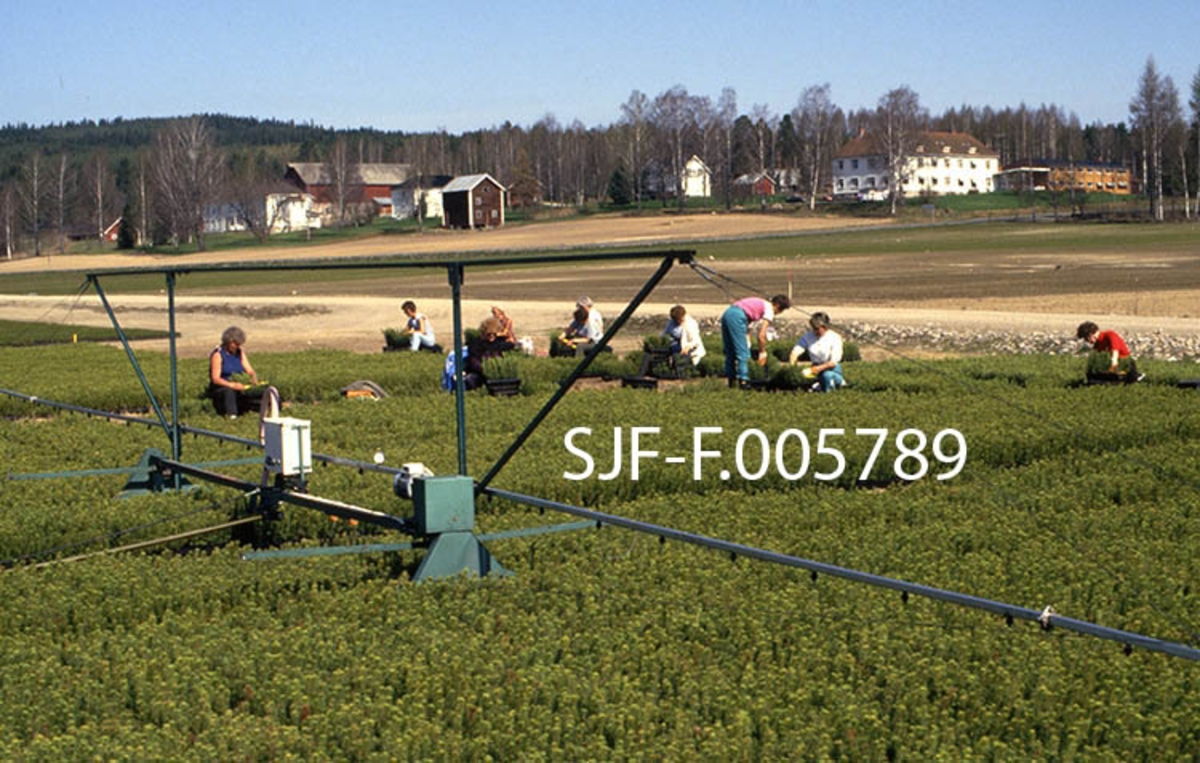 Produksjon av toårige pottebrettplanter av gran ved Sønsterud planteskole i Åsnes i Hedmark våren 1988.  Fotografiet viser hvordan pottebrettene, etter en spirefase i veksthus, ble plassert på ei flate utendørs, der de fikk vokse og utvikle seg videre inntil de var salgsklare.  I forgrunnen ser vi vanningsbommen.  Med denne som hjelpemiddel ble plantene oversprøytet med gjødselblandet vann, slik at de fikk optimal vekst.  Bak vanningsbommen, langs kanten av feltet med pottebrett, ser vi en del kvinner som sitter på stålrørstoler og sorterer planter i pottebrettene.  Dette arbeidet ble utført i tråd med sorteringsregler som var felles for alle planteskoler, og som innebar at planter som var kortvokste, hadde splittet topp, gankvist eller misfarget bar, ble kastet.  På denne måten ble opptil 30-40 prosent av de dårligste plantene holdt unna planteomsetningen.  I bakgrunnen på fotografiet ser vi gardstunet på eiendommen Sønsterud, der den dyrkete marka fra 1938 ble disponert til skogplanteproduksjon.  Etter omlegginga til pottebrettproduksjon ble mye av dette arealet tilbakeført til jordbruksproduksjon. 