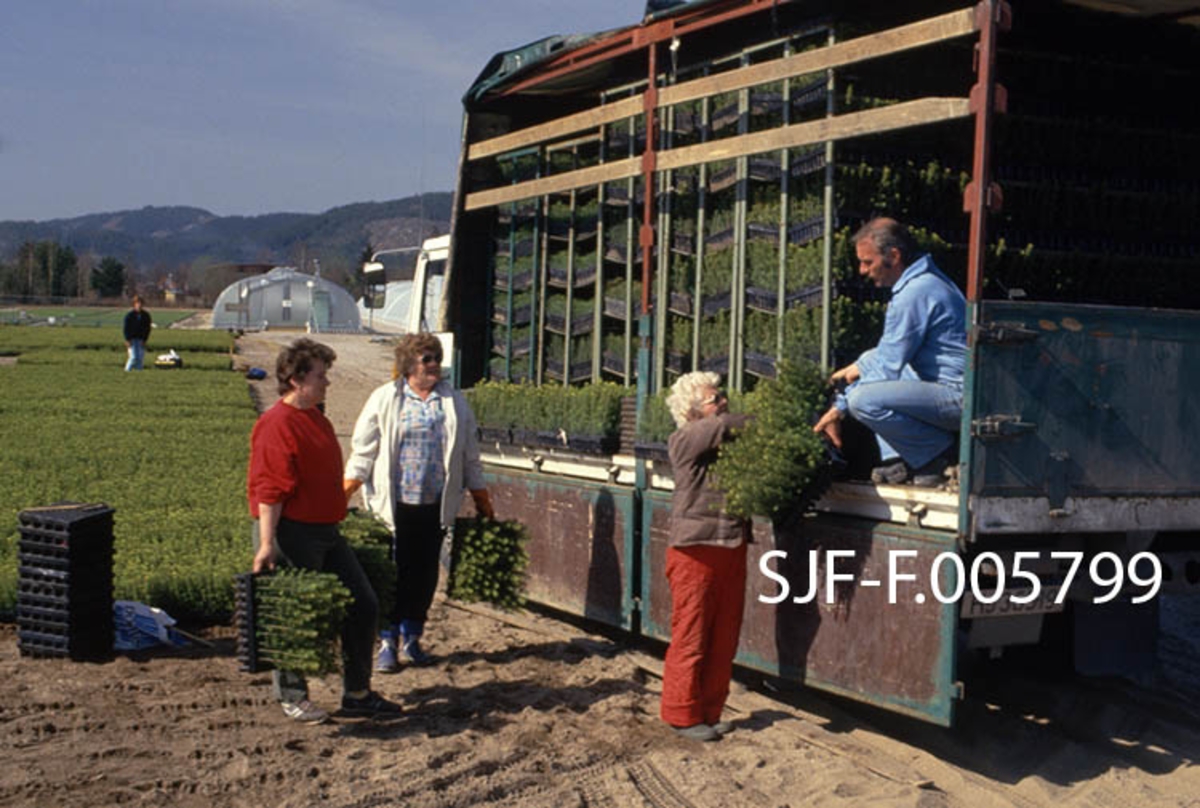 Lasting av ferdigsorterte pottebrett på lastebil ved skogplanteskolen på Sønsterud i Åsnes (Hedmark).  Lastebilen er en Volvo-modell, som planteskolen kjøpte høsten 1980, og som seinere har vært brukt ved anlegget i over 30 år.  Ragnhild Edvardsen løfter pottebrett opp på lasteplanet.  Der setter Bjørn Krav dem i transportreoler, som er oppstilt tett i tett på bilen.  Bak står Else Sjøli og Kari Skybakmoen klar med flere brett.  Omkring bilen ser vi de store, flate frilandsområdene brettene hadde stått på etter en innledende spiringsfase i veksthusene vi ser i bakgrunnen.  Det vanlige var at nysådde pottebrett sto cirka en halv sommersesong i slike veksthus, og at de var to år gamle når de var klare for distribusjon til kundene, som her. 