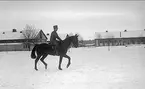 Ryttmästare Rolf Örn med en av sina duktiga prishoppningshästar på kaserngården med ridhuset i bakgrunden. Rolf Örn var en av K 3:s absolut skickligaste prishoppare.