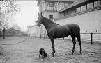 Ryttmästare Sven von Essens tjänstehäst och hund.