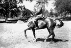 Livhusaren, stallmästaren vid ridskolan i Strömsholm, Major Bertil Sandström på Sabel, olympiahäst i dressyr i Berlin.Objektkommentar från Richard Sandström:Hästen heter inte Sabel, utan Suprise och reds bl.a i Aachen 1936.Sabel hade tydliga vita strumpor fr.a. På bakbenen.