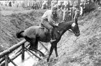 Ryttarolympiaden 1956, sergeant Petrus Kastenman på Iluster passerar det mycket omdiskuterade hindret nr 22 på fälttävlans terrängprov ute på Järvafältet, norr om Stockholm.