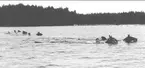 Simning över sjön Vristulven under patrullfälttävlan år 1934. Löjtnant Sven Littorin i täten för 2:a skvadrons patrull simmar med hästarna. 