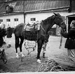 Livregementets husarer, K3. Övning Umeå 1940-tal.