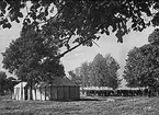 K 3 sommarmarsch till Sanna hed 1947. Sekundchefstältet, i bakgrunden regementstabens hästar.