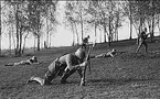 Kavalleriskolan, övning i förflyttning med gasmask, 1930-tal.