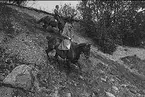 Förberedande terrängridning med remonterna på Strömsholm.