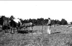 Ett bild- och textrepotarge av Paul Gibson, från en höstmanöver 1916 på Intendenturkompaniet Int 2 i Karlsborg. Jordbruk i Stenums steniga åkrar. Såg nog så idylliskt ut - men föreföll ej ge lättvunna skördar.