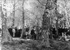 Gruppbild militärer och civila. Sommarmarsch till Tibro, förläggning för Ing 2 (bivack) 1893.