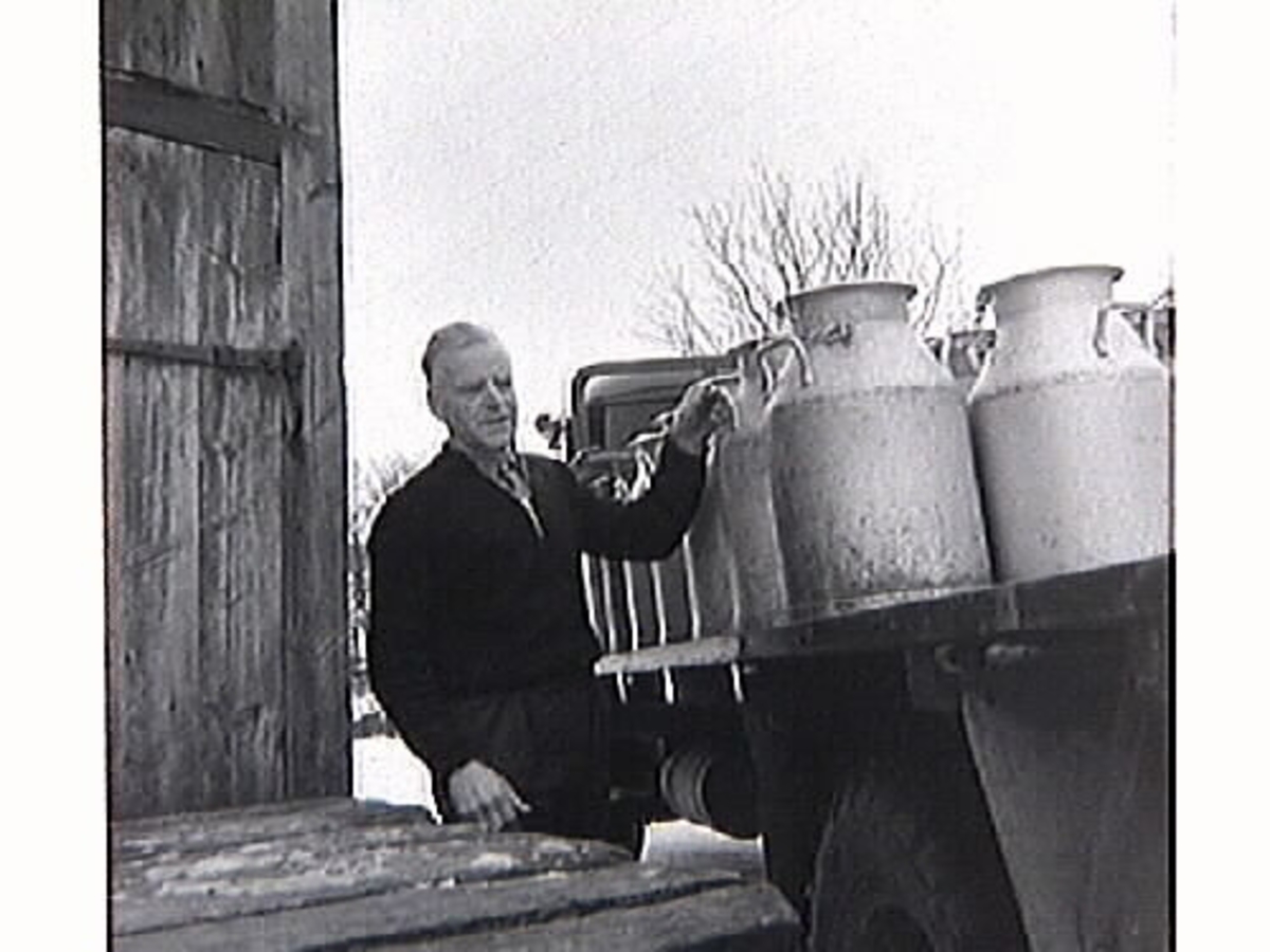"Mjölka-Elof" hämtar mjölk på mjölkbordet.