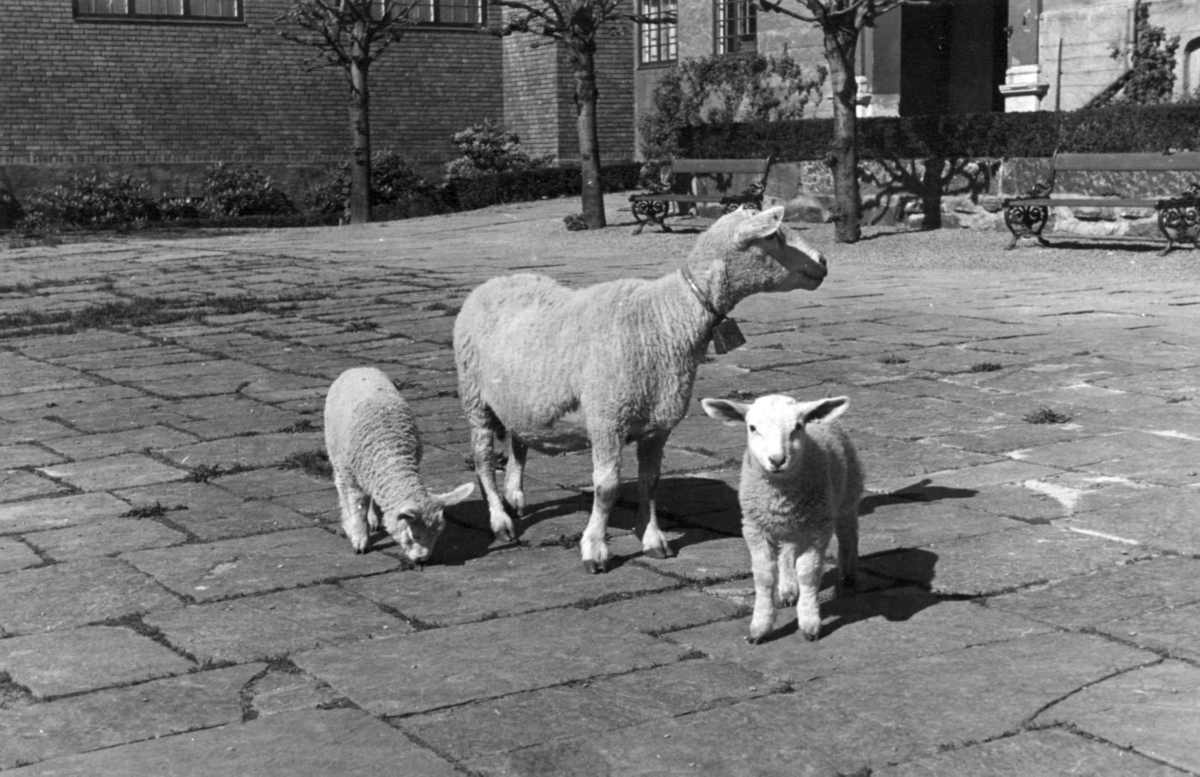 Sauer spiser gresstuster på Torvet på Norsk Folkemuseum i 1950.