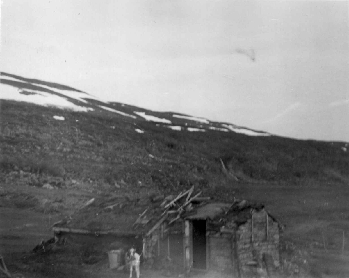 En fjøsgamme i Stappogieddi 1952.