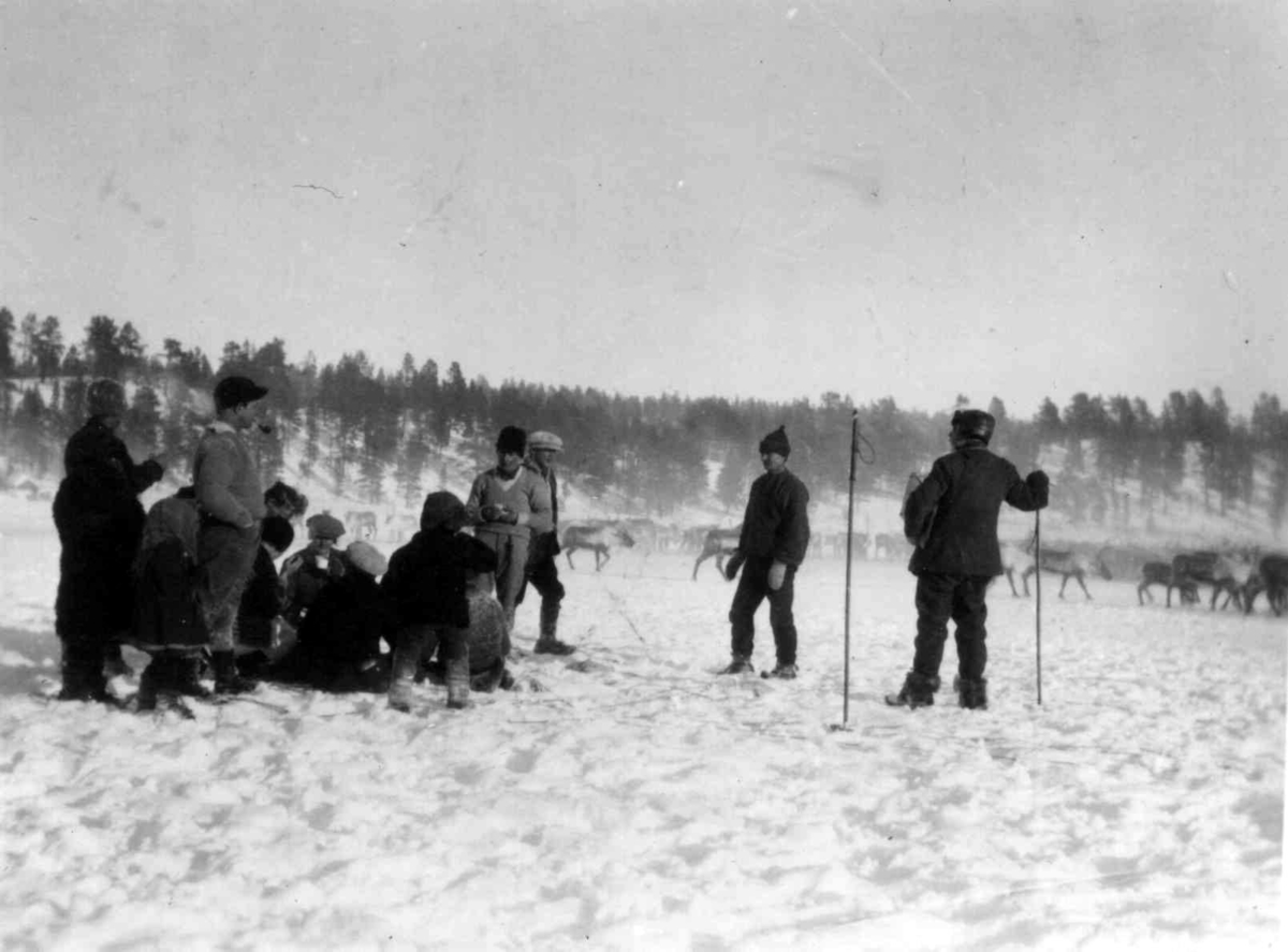 Reinsdyrtelling. Langen februar 1929.