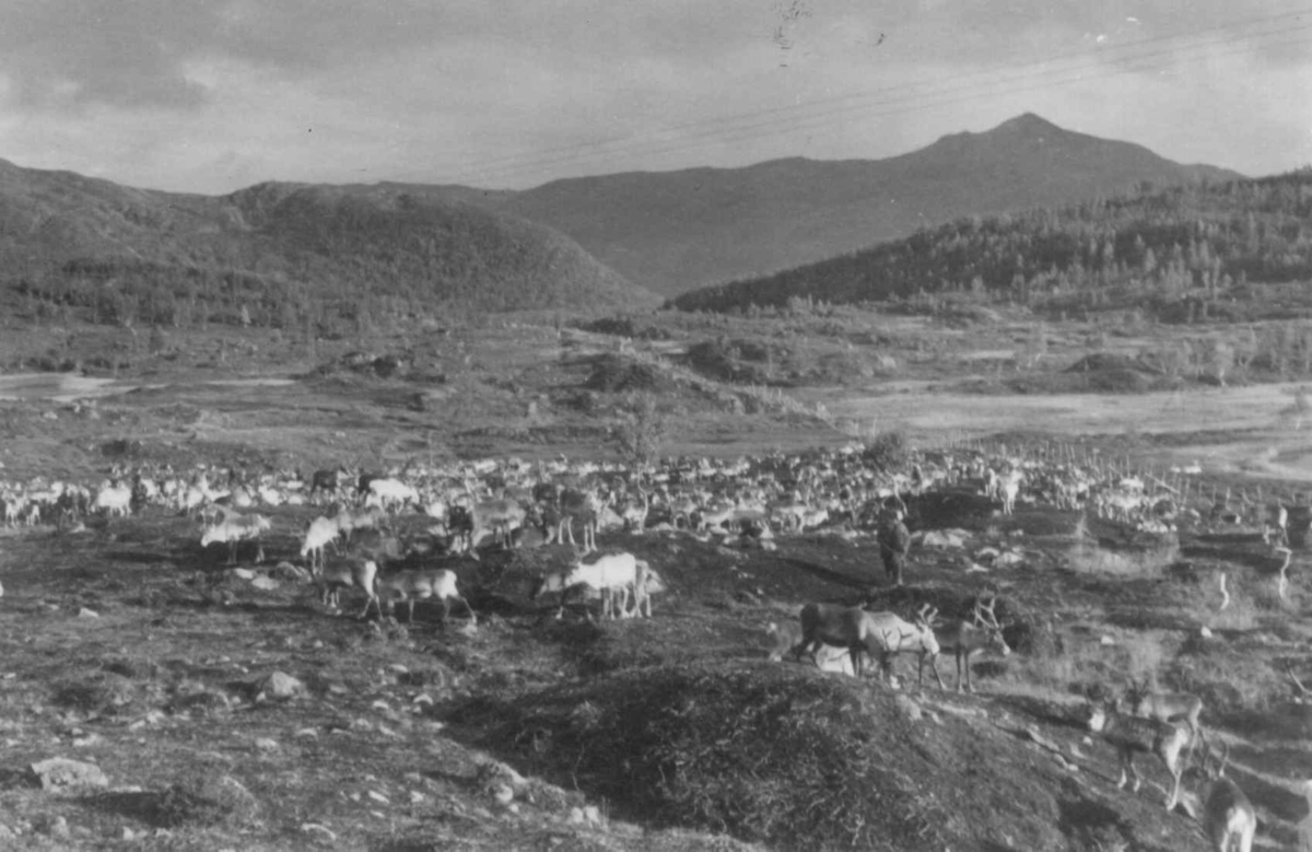 Reinsdyrflokk på reinsamlingsplass, med reingjerdet sett mot Rivertbukta. Øksfjordeidet 1953.