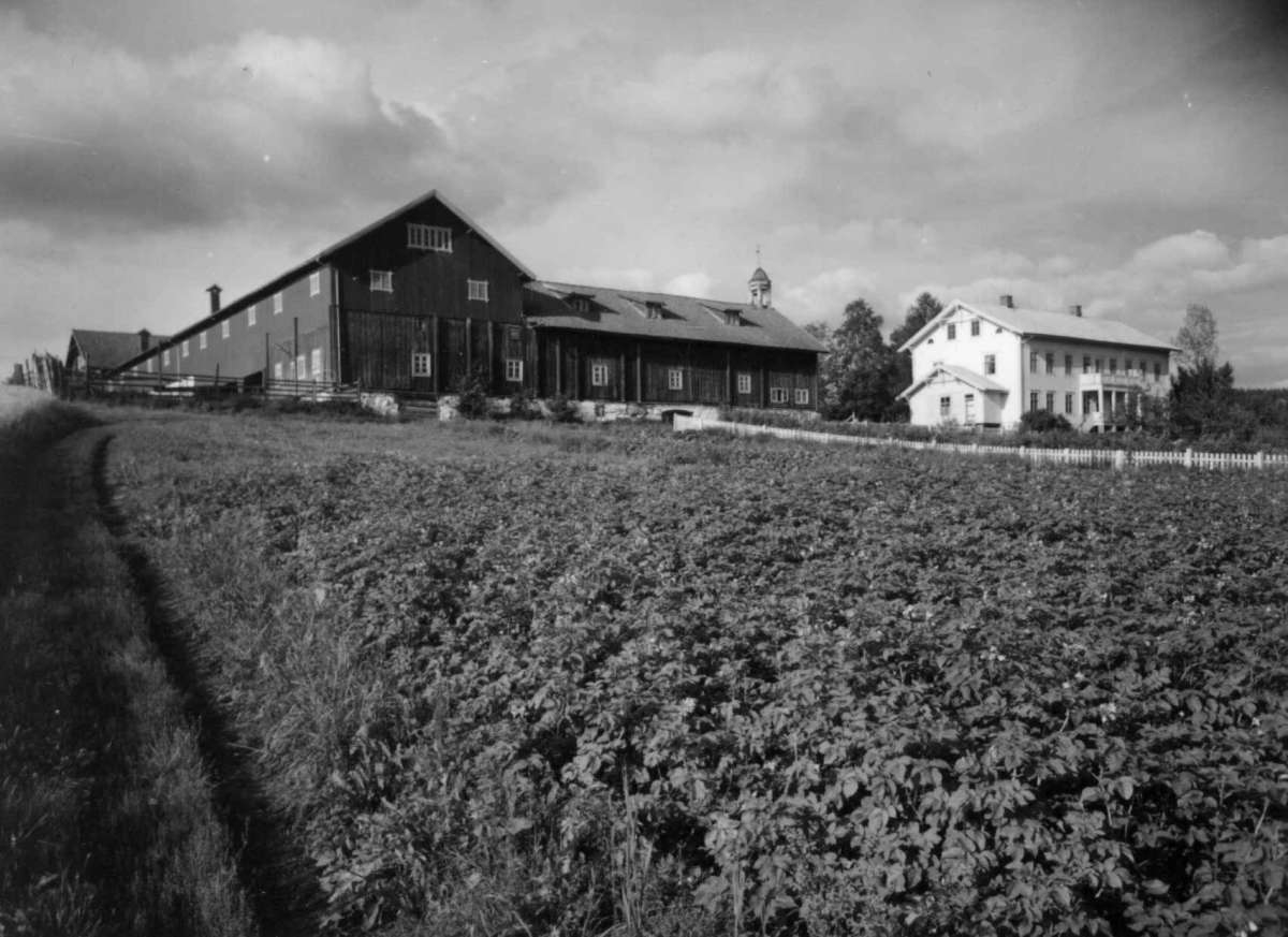 Opsal, Ringsaker, Hedmark.  Gården sett fra et jorde. Fra dr. Eivind S. Engelstads storgårdsundersøkelser 1957.