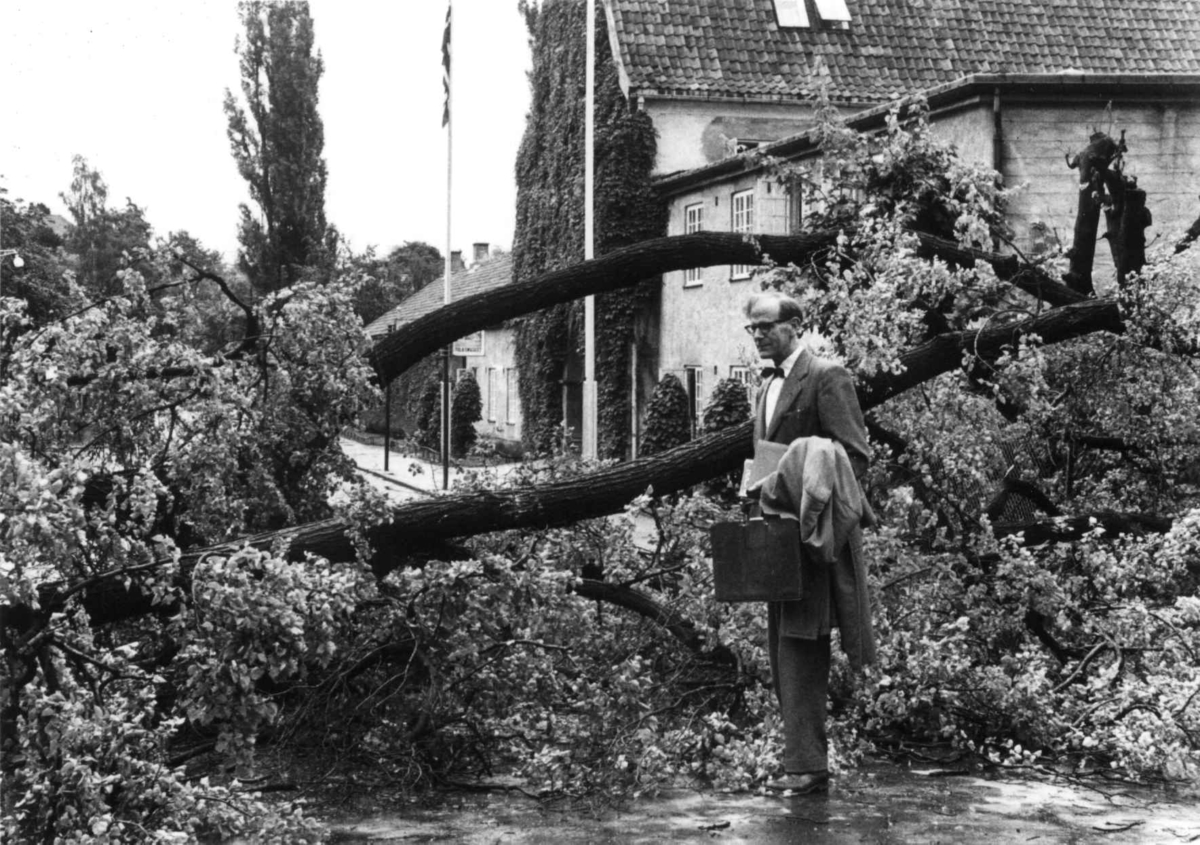 Tre faller og sperrer veien for direktør Reidar Kjellberg en morgen i juli. Foto, Norsk Folkemuseum (I. J. Kinck), 1958.