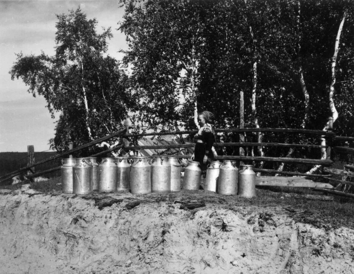 Melkespann ved veien i Karasjok, 1959.