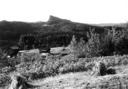 Landskap med skog og fjell i Rollag? 1930. Oversiktsbilde. G