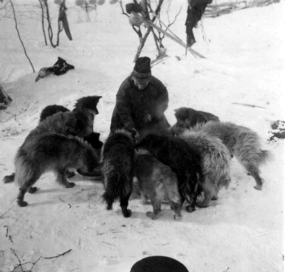 Hundene blir foret av en mann. Kautokeino.