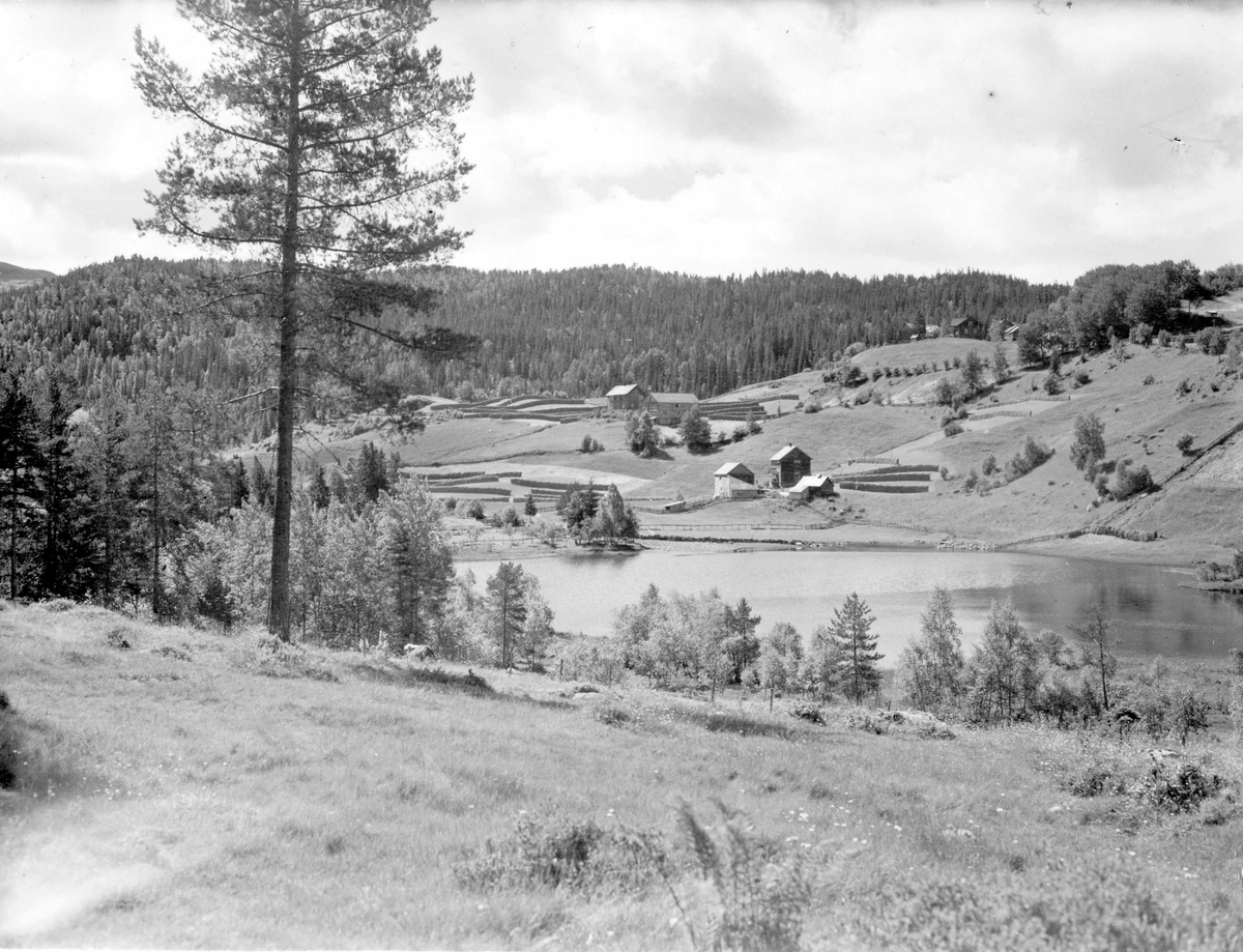 Landskap og bebyggelse på strekningen mellom Skutle og Oppheim i Voss. Hesjer i forgrunnen.