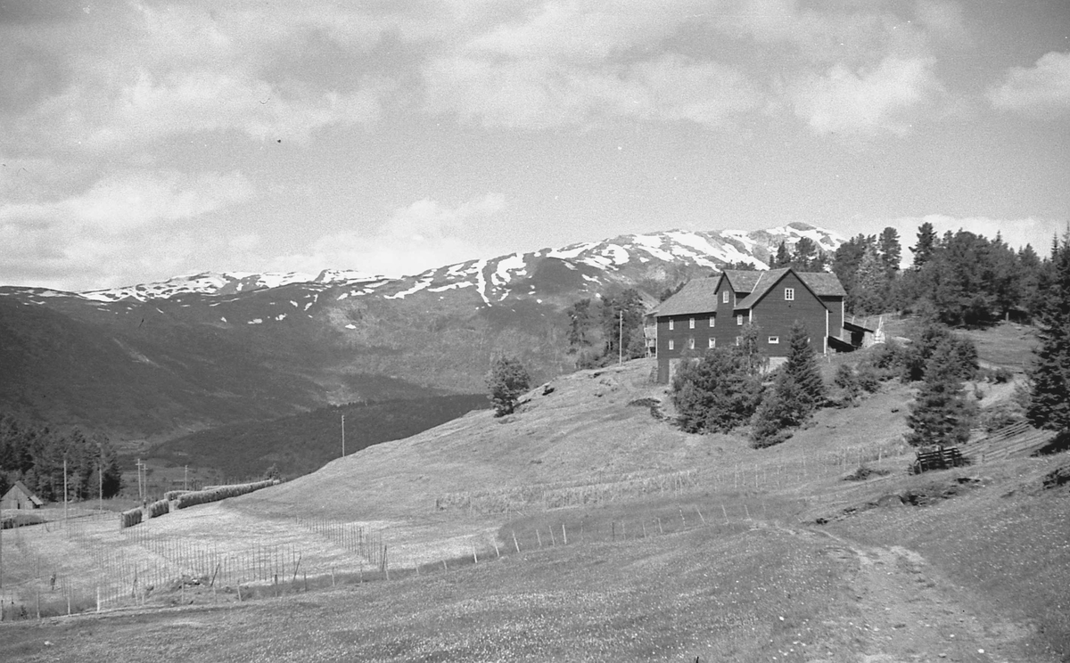 Bilder fra Auro med Lønahøgdi i bakgrunnen. Voss i Hordaland.