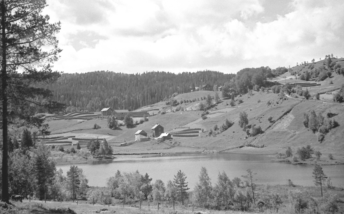Bilder fra Auro med Lønahøgdi i bakgrunnen. Voss i Hordaland.