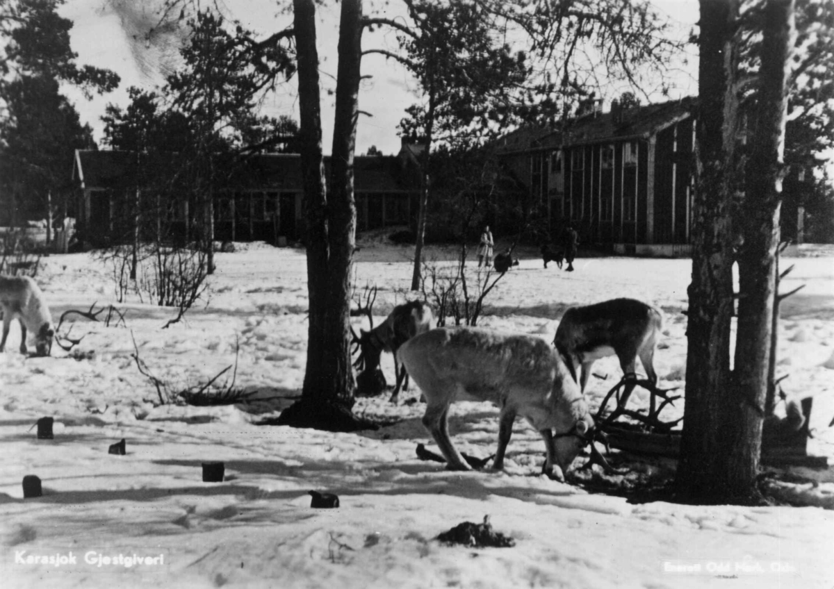 Karasjok gjestgiveri, fotografert med beitende reinsdyr i forgrunnen.