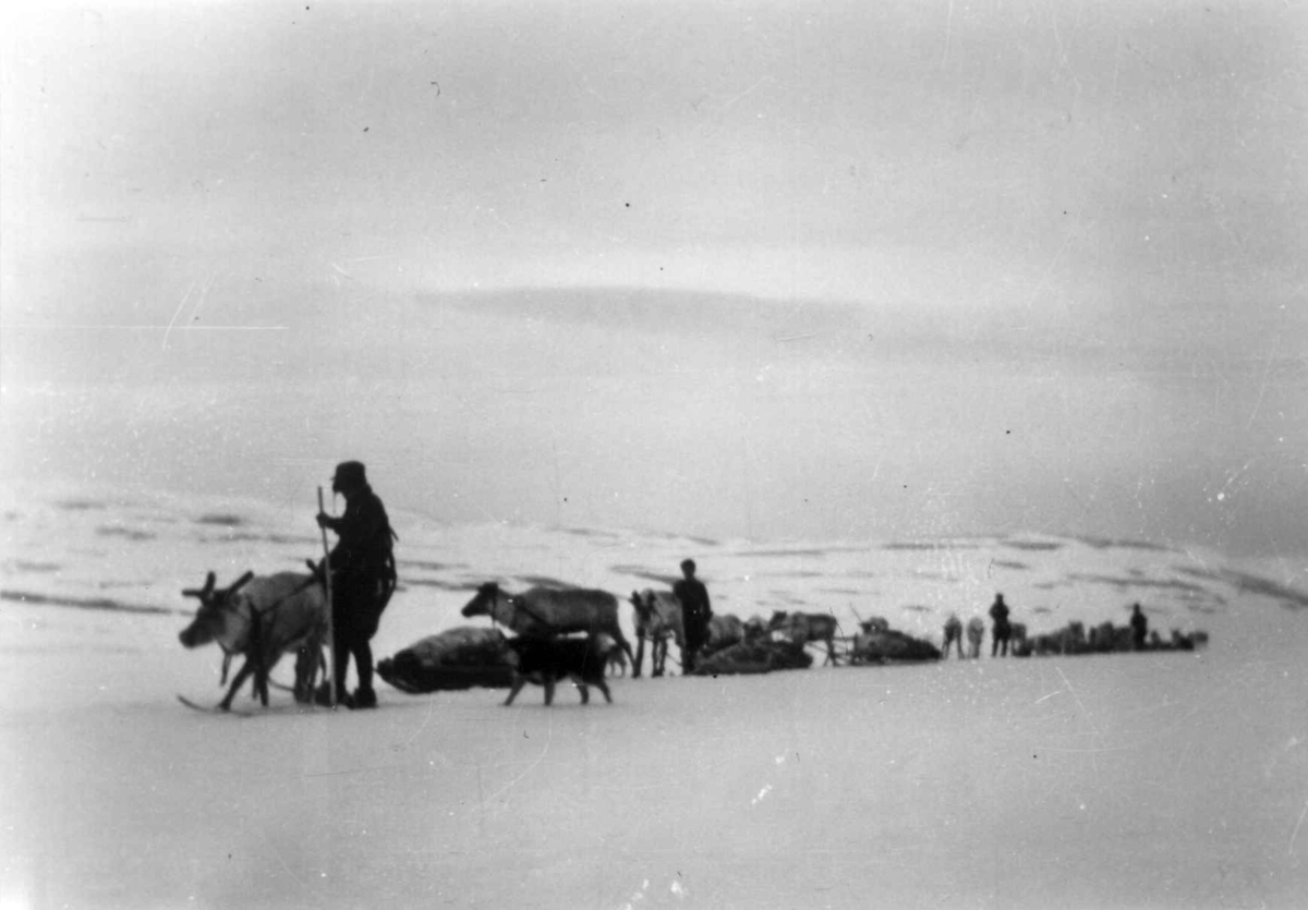 Reinsdyr med pulker og førere går på rekkke under vårflytting. Dazabakte mai 1952.