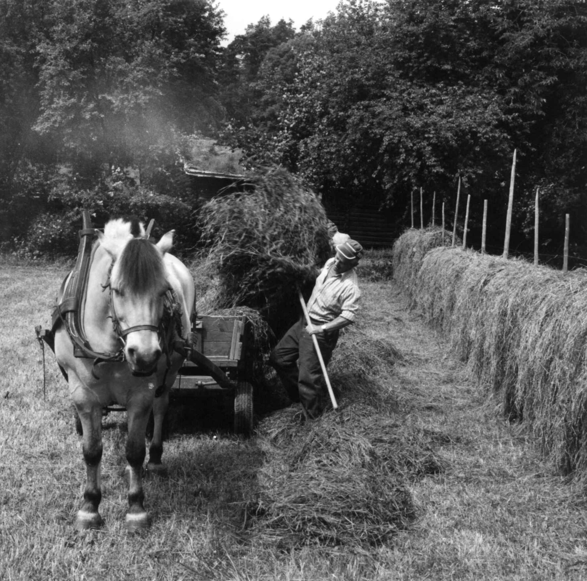 Slåttonn med hest på friluftsmuseet, Norsk folkemuseum. 1978.