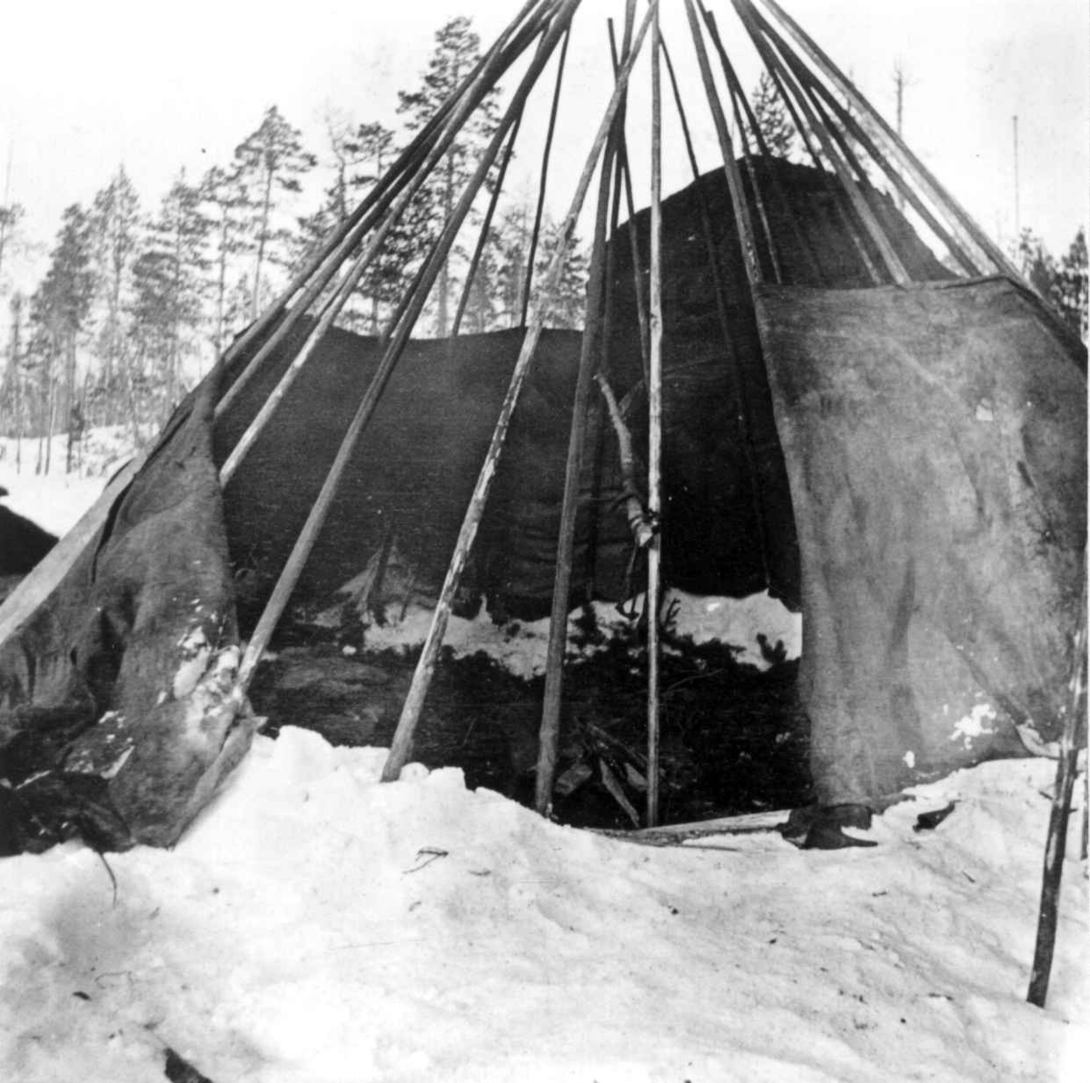 Samojed-telt (atypisk), halvt dekket med teltduk. Til Kola kom endel samojeder. Disse ble fortrengt av syrjenerne, som tok samojeder i sin tjeneste som reingjetere på Kola. Russland.
